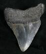 Bargain Megalodon Tooth - South Carolina #11068-2